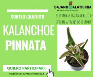Imagen del sorteo